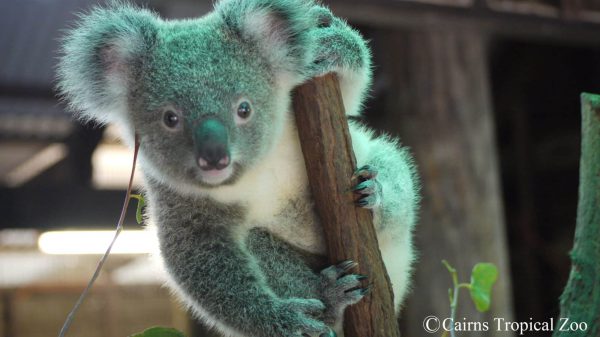 Baby-Koala-Cooper-C-1.jpg