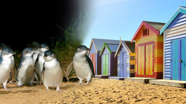 Brighton-boxes-penguins-landscape1.jpg