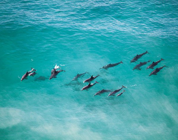 Dolphins-1.jpg