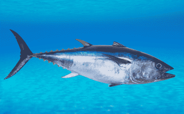 本マグロ 石垣島 マグロ クロマグロ