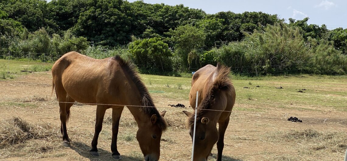 草地で草を食べる2頭の小柄な馬